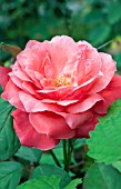 ROSA CAMELOT
