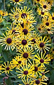 RUDBECKIA SUBTOMENTOSA HENRY EILERS