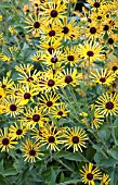 RUDBECKIA SUBTOMENTOSA HENRY EILERS