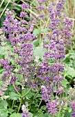 SALVIA VERTICILLATA PURPLE RAIN