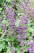 SALVIA VERTICILLATA PURPLE RAIN