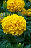 TAGETES BALI GOLD