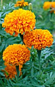 TAGETES NARAI ORANGE