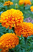 TAGETES NARAI ORANGE