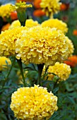 TAGETES NARAI YELLOW