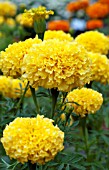 TAGETES NARAI YELLOW