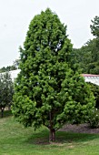 TAXODIUM DISTICHUM