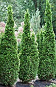 THUJA OCCIDENTALIS DEGROOTS SPIRE