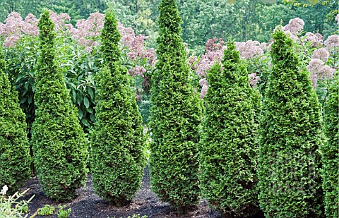 THUJA_OCCIDENTALIS_DEGROOTS_SPIRE