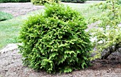 THUJA OCCIDENTALIS GOLDEN GLOBE