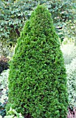 THUJA OCCIDENTALIS SMARAGD