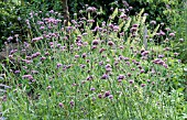 VERBENA BONARIENSIS