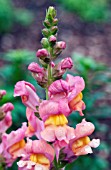 ANTIRRHINUM MAJUS ROCKET BRONZE