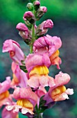 ANTIRRHINUM MAJUS ROCKET BRONZE