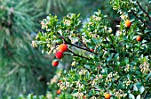 ARBUTUS UNEDO