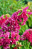 BOUGAINVILLEA SPECTABILIS