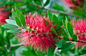 CALLISTEMON CITRINUS