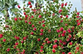 CALLISTEMON CITRINUS