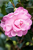 CAMELLIA OUR LINDA