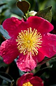 CAMELLIA YULETIDE