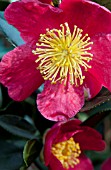 CAMELLIA YULETIDE