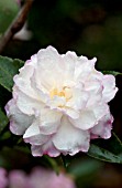 CAMELLIA SASANQUA LESLIE ANN