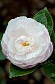 CAMELLIA SASANQUA OCTOBER DAWN