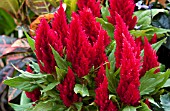 CELOSIA ARGENTEA PLUMOSA