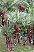 CHAMAEROPS HUMILIS