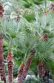 CHAMAEROPS HUMILIS