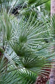 CHAMAEROPS HUMILIS