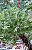 CHAMAEROPS HUMILIS