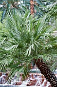 CHAMAEROPS HUMILIS