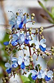 CLERODENDRUM UGANDENSE