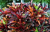 CODIAEUM VARIEGATUM