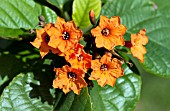 CORDIA SEBESTENA