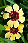 COREOPSIS PINEAPPLE PIE