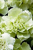 DIANTHUS CARYOPHYLLUS, GREEN