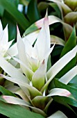 GUZMANIA WHITE