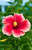 HIBISCUS ROSA-SINENSIS MRS. JIMMY SPANGLER