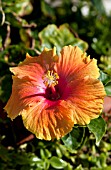 HIBISCUS ROSA-SINENSIS ORANGE