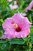 HIBISCUS ROSA-SINENSIS PINK