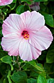 HIBISCUS ROSA-SINENSIS PINK