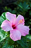 HIBISCUS ROSA-SINENSIS PINK