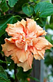 HIBISCUS ROSA-SINENSIS