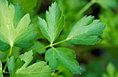 PETROSELINUM CRISPUM