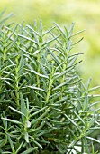 ROSMARINUS OFFICINALIS
