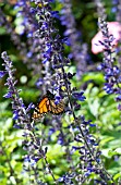 SALVIA WITH BUTTERFLY