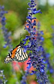 SALVIA WITH BUTTERFLY