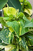 ACALYPHA WILKESIANA TAHITIAN GOLD